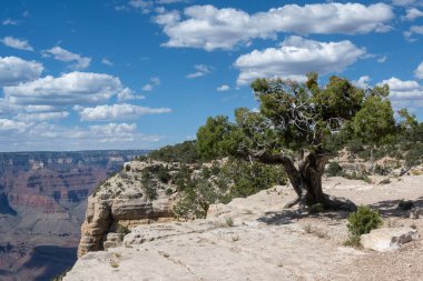 Gnarled ağaç Büyük Kanyon 'un kenarında duruyor, engebeli kabuğunu parlak mavi bir gökyüzü altında bulutlu katmanlı kaya oluşumlarının çarpıcı zeminine karşı sergiliyor..