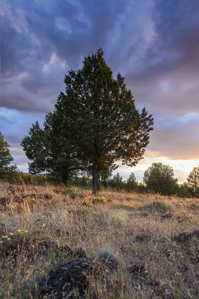 Canlı günbatımı, yüksek ağaçlarla benekli huzurlu bir manzarayı aydınlatır. Altın otlar, renkli bir gökyüzünün altında hafif bir esinti içinde sallanarak sakin bir atmosfer yaratıyor..