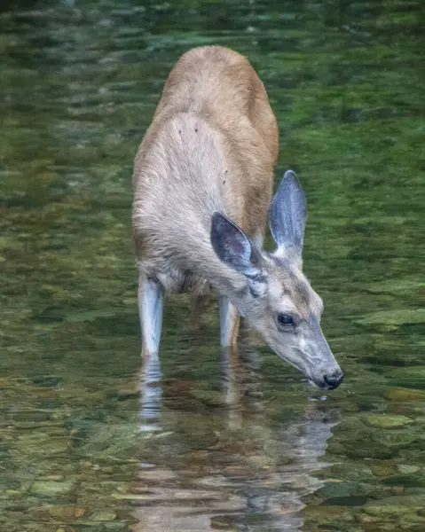 Bir geyik, güneş doğarken su içen sakin bir orman deresinin içinden dikkatle geçer. Çevredeki yeşillik dingin suya çok güzel yansıyor..