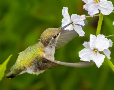 Bir sinekkuşu, uzun gagasını nektar yudumlamak için uzatarak beyaz çiçeklerin yanında zarifçe süzülür. Canlı yeşil arka plan bahçedeki hareketliliği vurguluyor..