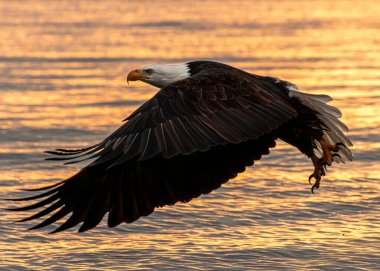 Bir kartal huzurlu suların üzerinde zarifçe süzülür, kanatları güneş ışığının yüzeye yansıması gibi genişçe açılır. Günbatımının renkleri bu görkemli uçuş için nefes kesici bir zemin oluşturur..