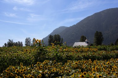 Ufka doğru uzanan parlak ayçiçeklerinden oluşan geniş bir alan güneş ışığının tadını çıkarıyor. Bereketli yeşil ağaçlar ve kırsal bir ahır açık bir günde görkemli dağların zeminine kurulur..