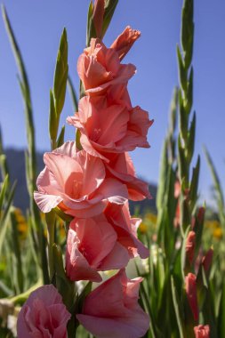 Pembe gladiolus çiçeklerinin uzun sapları güneşli bir günde canlı yeşilliğin ve mavi gökyüzünün zeminine gururla karşı dururlar. Bahçe doğanın güzelliğini ve rengini sergiliyor..