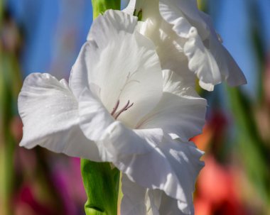 Göz kamaştırıcı beyaz bir gladiolus çiçeği çeşitli çiçeklerle dolu canlı bir bahçede göze çarpar. Mavi gökyüzü doğanın renklerini gösteren manzaranın güzelliğini arttırır..