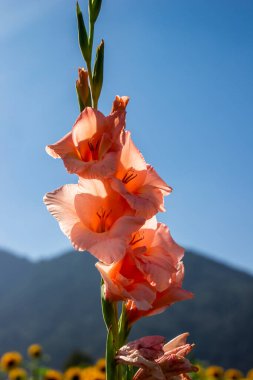 Şeftali renginde narin gladiolus çiçekleri açık havada canlı ayçiçekleriyle çevrili parlak mavi gökyüzüne karşı yükselir..