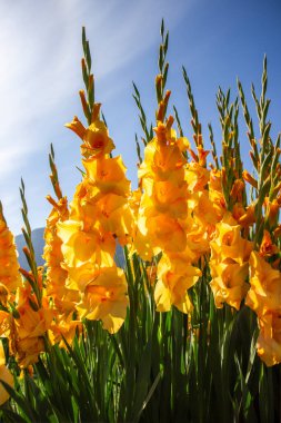 Parlak sarı gladiolus çiçekleri mavi bir gökyüzünün zeminine karşı dimdik dururlar. Güneş ışığı onların canlı renklerini güçlendirir. İlkbaharda çiçeklenerek güzelliklerini sergilerler..