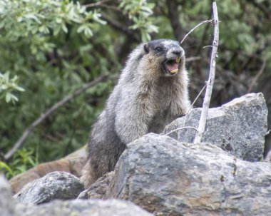 Bir dağ sıçanı büyük bir kayanın üzerinde duruyor ve doğal dağ habitatında ses çıkarıyor. Çevredeki yeşillik yaz boyunca huzurlu ama canlı bir atmosfer yaratıyor..