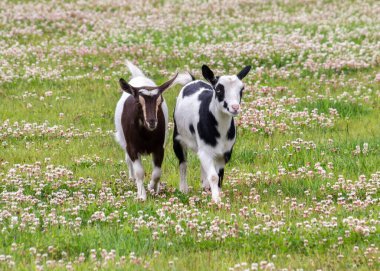 İki genç keçi, açık mavi gökyüzünün altında çiçek açan yonca çiçekleriyle dolu yemyeşil bir tarlada oynaşıyor. Çevrelerini keşfederken neşeli bir enerji ve merak sergiliyorlar..
