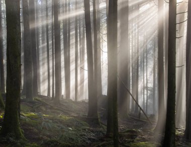 Yoğun bir ormanda puslu bir sabah, güneş ışığının uzun ağaçların arasından aktığı orman zeminine yapraklar ve yosunlarla kaplı ruhani ışık demetleri saçtığı..