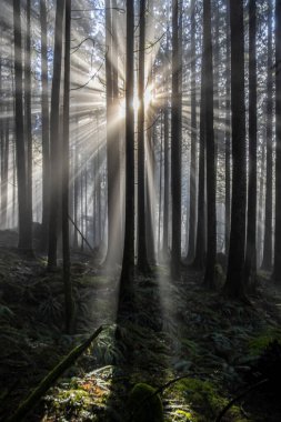 Ormandaki uzun ağaçların gövdeleri arasında yumuşak güneş ışığı dereleri, sisle örtülmüş, doğanın sabahın erken saatlerinde uyanması gibi sakin ve büyülü bir ortam yaratıyor..