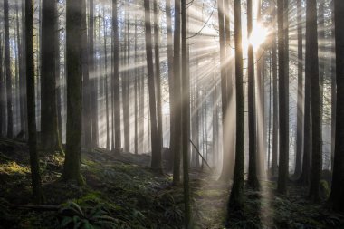 Güneş ışığı, sakin bir orman ortamında uzun ağaçların arasından akar. Yumuşak sis, sabahın erken saatlerinin mistik atmosferini güçlendirir, doğanın güzelliğini gözler önüne serer..