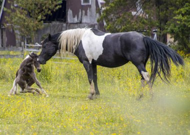 Yaban çiçekleriyle dolu canlı yeşil bir alanda siyah ve beyaz bir at yavrusuyla nazikçe etkileşime girer. Yetişkin at eğilirken, genç at oturmuş bağlarını sergiliyor..