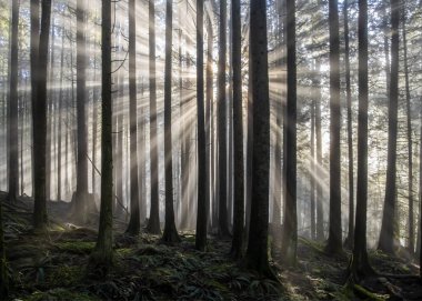 Yumuşak güneş ışınları yoğun sis ve uzun ağaçları delip geçer. Huzurlu bir orman ortamında. Atmosfer sakin, doğanın güzelliğini ve sükunetini gösteriyor..
