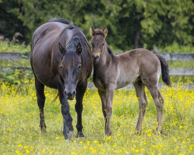 Siyah bir at ve genç bir tayın berrak güneş ışığı altında sarı kır çiçekleriyle dolu yemyeşil bir çayırda yan yana durduğu huzurlu bir manzara..