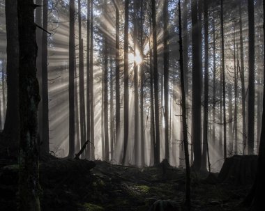 Güneş ışığı yoğun bir ormanda dramatik ışınlar saçarak sisli havayı aydınlatır. Uzun ağaçlar barışçıl bir atmosfer yaratarak keşif ve yansıtmayı davet eder..