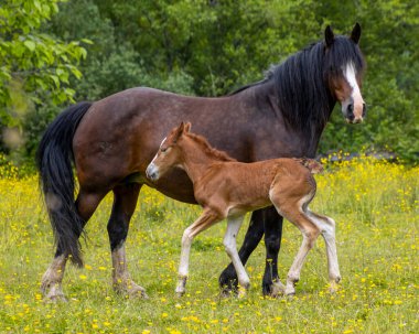 Bir kısrak ve yavrusu, kır çiçekleriyle dolu canlı yeşil bir çayırda hassas bir anı paylaşıyor. Güneş onların üzerine hafifçe parlıyor ve huzurlu bir atmosfer yaratıyor..