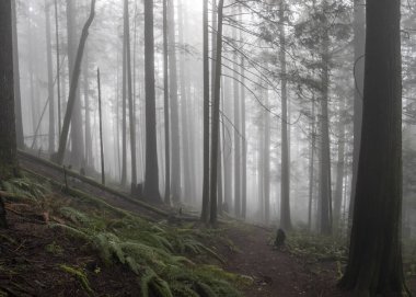 Etrafı sisle kaplanmış uzun ağaçlarla çevrili sakin bir orman yolu şafak vakti sakin bir atmosfer yaratır. Yeşillik, ormanlık alanların büyüleyici atmosferini artırıyor..