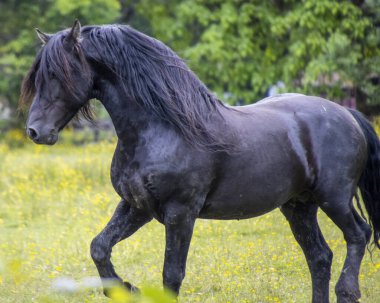 Siyah bir aygır, sarı kır çiçekleriyle benekli yeşil bir çayırda zarif bir şekilde hareket eder. Güneş ışığı sahneyi yıkıyor, atın parlak paltosunu ve yelesini parlaklaştırıyor..