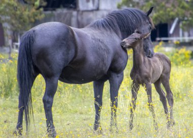Siyah bir kısrak, neşeli yavrusunun yanında canlı bir çayırda gururla duruyor. Güneş onların üzerine parlıyor ve kır çiçekleri ve yeşilliklerle dolu huzurlu bir atmosfer yaratıyor..