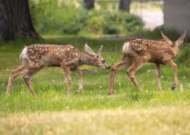 İki genç geyik yavrusu yemyeşil bir arazide merakla geziniyor, benekli paltolarını ve huzurlu doğal yaşam ortamlarındaki neşeli tavırlarını sergiliyorlar..