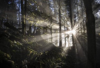 Altın güneş ışınları yoğun gölgeliklere nüfuz eder, sisli orman tabanını aydınlatır ve sabahın erken saatlerinde sakin bir atmosfer yaratır..
