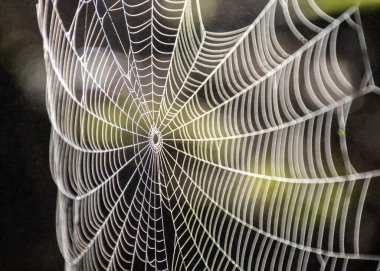 Çok güzel örülmüş bir örümcek ağı sabahın erken saatlerinde çiğ damlacıklarıyla parlar. Hassas yapı, doğanın güzelliğini yansıtan yeşillikleri yakalar..