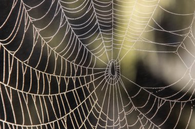 Detaylı bir örümcek ağı, sakin bir ortamda sabah ışığı altında çiy damlalarıyla parıldayan karmaşık tasarımını gösterir..