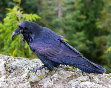 Bir kuzgun, yanardöner tüylerini sergileyerek kayalık bir yüzeyde duruyor. Yeşil ağaçlar güzel bir zemin oluşturur, bu da gündüz boyunca sakin bir doğal ortamı gösterir..