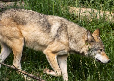 Bir kurt yemyeşil çimlerin arasında sessizce yürürken, parlak kürkünü ve keskin duyularını sergiliyor. Güneş parlıyor, hayvanın doğal ortamındaki özelliklerini vurguluyor..
