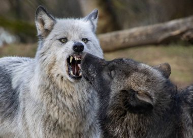 İki kurt, sakin bir orman ortamında sosyal davranışlarını sergileyerek neşeli bir etkileşime girerler. Üstünlük gösteriliyor.