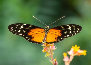 Turuncu ve siyah kanatlı parlak kelebek, güneşli bir bahçedeki bulanık yeşil arka planda bir çiçeğe nazikçe tünemişti. Doğanın güzelliği gözler önünde..