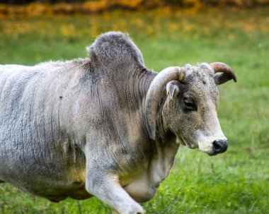 Belirgin boynuzları olan gri bir koç, açık gökyüzünün altındaki yemyeşil çayırlarda zarifçe hareket eder. Güneş ışığı, huzurlu kırsal alana sıcak bir parıltı saçar..