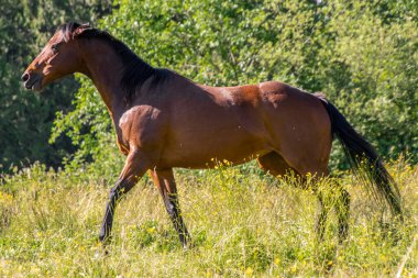 Kahverengi bir at, açık mavi bir gökyüzünün altında, kır çiçekleriyle dolu canlı yeşil bir tarlada güvenle yürüyor. At yelesi rüzgarda hafifçe süzülür, güçlü fiziğini ve güzelliğini gösterir..
