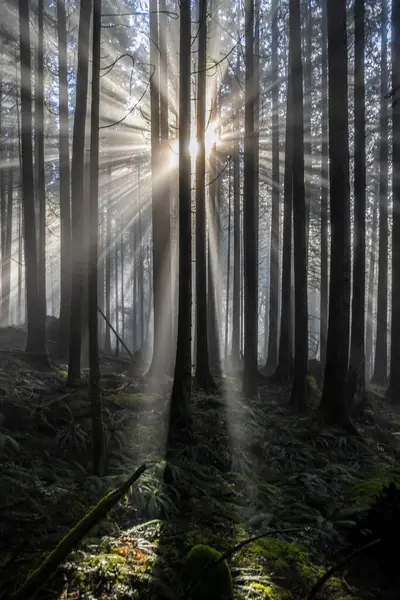 Ormandaki uzun ağaçların gövdeleri arasında yumuşak güneş ışığı dereleri, sisle örtülmüş, doğanın sabahın erken saatlerinde uyanması gibi sakin ve büyülü bir ortam yaratıyor..