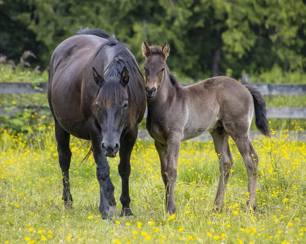 Siyah bir at ve genç bir tayın berrak güneş ışığı altında sarı kır çiçekleriyle dolu yemyeşil bir çayırda yan yana durduğu huzurlu bir manzara..