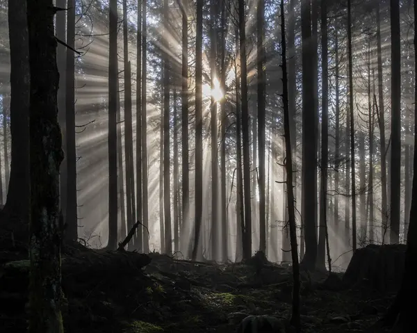 Güneş ışığı yoğun bir ormanda dramatik ışınlar saçarak sisli havayı aydınlatır. Uzun ağaçlar barışçıl bir atmosfer yaratarak keşif ve yansıtmayı davet eder..