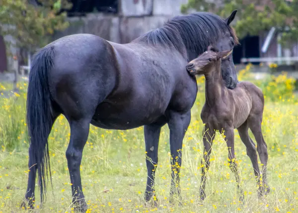 Siyah bir kısrak, neşeli yavrusunun yanında canlı bir çayırda gururla duruyor. Güneş onların üzerine parlıyor ve kır çiçekleri ve yeşilliklerle dolu huzurlu bir atmosfer yaratıyor..