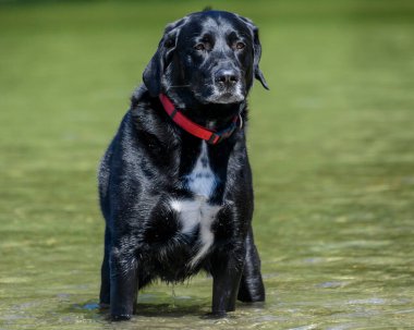 Siyah bir köpek, parlak güneş ışığı altında, sığ bir suda duruyor, ilginç bir şekilde çevresindekilere bakıyor, suyun içine sıçrıyor, dışarıda sıcak bir günün tadını çıkarıyor..