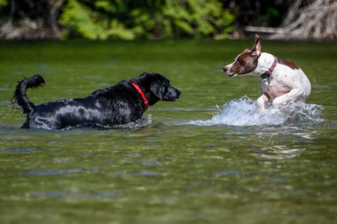 Güneşli bir günde iki köpek sakin bir su kütlesinde neşeyle oynuyorlar. Bir köpek kısmen suda batarken, diğeri de sudan atlayıp, su sıçratıyor..