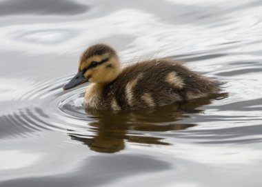 Genç bir ördek yavrusu, sakin bir su kütlesi boyunca zahmetsizce süzülür. Etrafı nazik dalgalarla çevrilidir. Güneş doğar doğmaz barışçıl bir atmosfer yaratır..