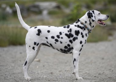 Yeşilliklerle çevrili bir parkta bir Dalmaçyalı tetikte bekliyor. Benzersiz siyah noktaları beyaz önlüğe karşı güneş ışığını yakalıyor, neşeli doğasını ve enerjik ruhunu vurguluyor..