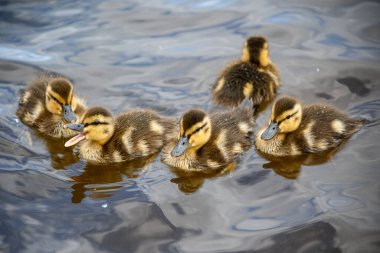 Güneşli bir öğleden sonra, beş sevimli ördek yavrusundan oluşan bir grup sakin suda kürek çeker. Kabarık tüyleri, doğal ortamlarını keşfederken parıldıyor, oyuncu davranışlar sergiliyorlar..