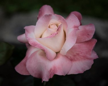 Narin pembe bir gül çiçek açmış, yumuşak yapraklarını ve karmaşık ayrıntılarını sergiliyor. Çiçek, onu çevreleyen yeşil yeşil yapraklara karşı durmaktadır..