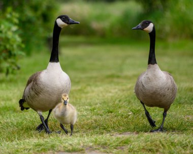 Bir çift yetişkin kaz yeşil bir alanda tüylü bir kaza eşlik ediyor. Kuşlar, bahar mevsiminin tipik sıcak havası ve canlı ortamının tadını çıkararak güvenle hareket ederler..