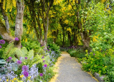 Sarmal bir patika, uzun ağaçların parlak yapraklarının altında çiçek açan mor ve sarı çiçeklerle dolu yemyeşil bir bahçede dolanıyor. Bahar renkleri sakin bir atmosfer yaratır..