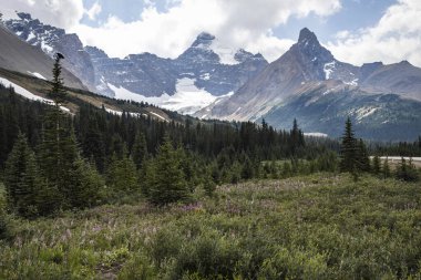 Yeşillik tarafından çerçevelenmiş, ön planda kır çiçekleri olan yüksek dağların resimsel manzarası. Gökyüzü bulutlarla kaplı. Jasper Ulusal Parkı
