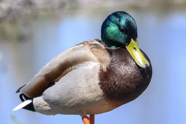 Erkek bir yaban ördeği, canlı yeşil kafasını ve çarpıcı tüylerini sergileyen bir su kütlesinin yanında tek ayak üzerinde duruyor. Güneş, sakin bir sulak alanda manzarayı aydınlatıyor..