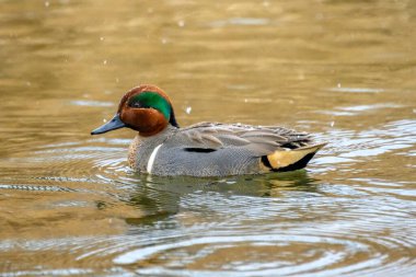 Renkli bir ördek, güneşli bir ilkbahar öğleden sonrasında etrafındaki suyun hafifçe dalgalanması gibi güneş ışığını yansıtan sakin bir göletin yüzeyinde zahmetsizce süzülür..