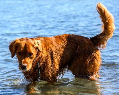 Gölün sığ sularında yürüyen bir golden retriever sıcak güneşin tadını çıkarıyor. Köpeğin kürkü oynarken parlıyor, kuyruğuyla etrafa su sıçrıyor..