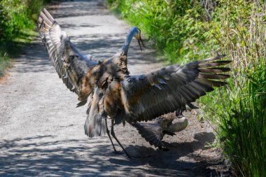 Kum tepesi vinci, bir Kanada kazını kovalıyor. Etrafı yeşilliklerle çevrili, dolambaçlı bir yolda zarif bir şekilde kanatlarını sergiliyor. Güneş ışığı tüylerini aydınlatır ve büyüleyici bir etkileşime girerler..